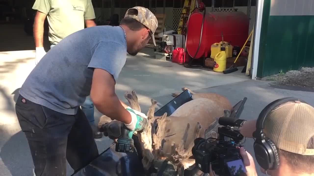 鹿角为啥会自然脱落，鹿角每年都会自然脱落