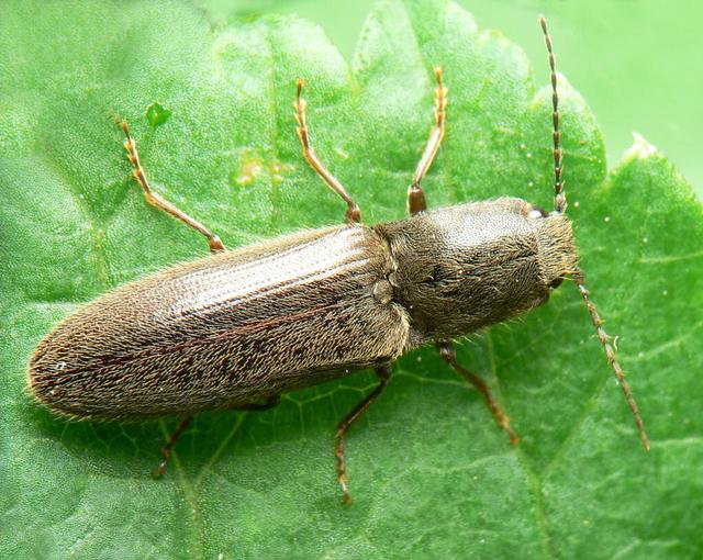 叩头虫（叩头虫图片，叩头虫为什么会叩头（中药材叩头虫）