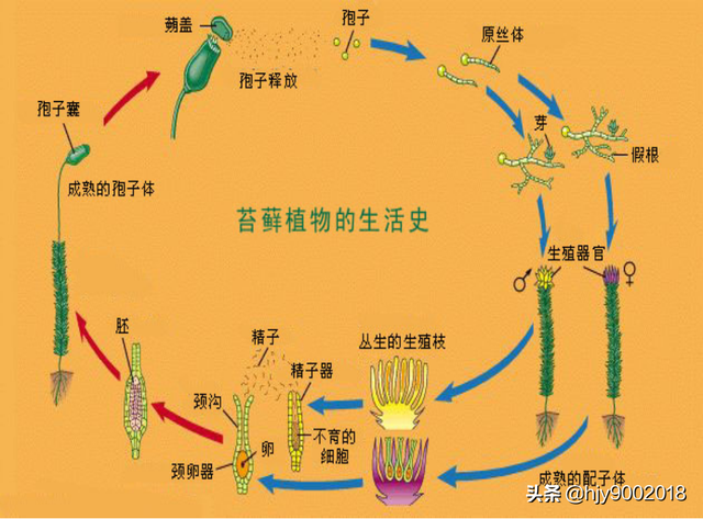苔藓是什么植物，苔藓是什么植物水生还是陆生（苔藓类植物）