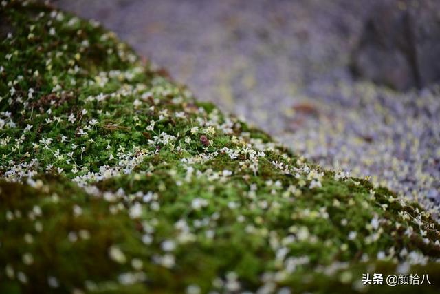 桂花树的样子，桂花长什么样子（倏然开了又倏然谢了）