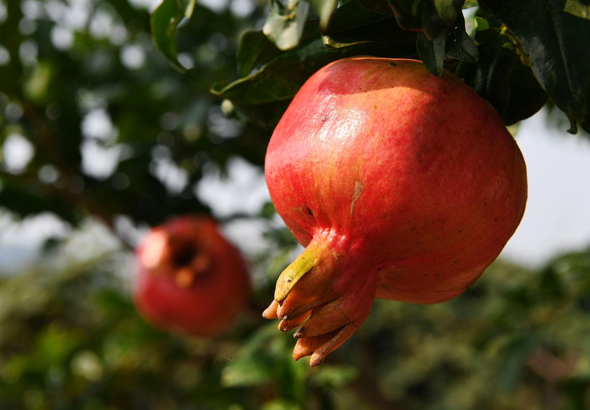 石榴树怎样剪枝，石榴树的剪枝方法（掌握4点方法，株型漂亮结果多）