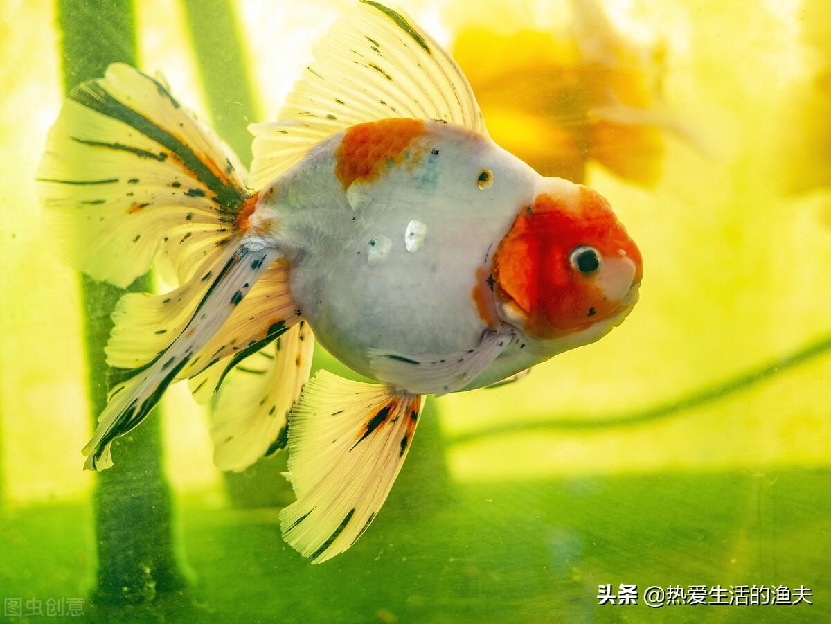 泰狮好养吗，泰迪好养吗?优缺点有哪些（如何养一缸漂亮的泰狮金鱼）