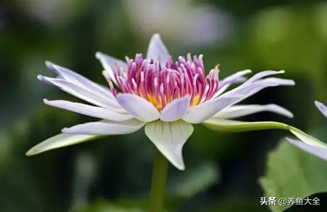 莲花的别称有哪些，莲花的别称有哪些拼音（ 太齐全太珍贵了）