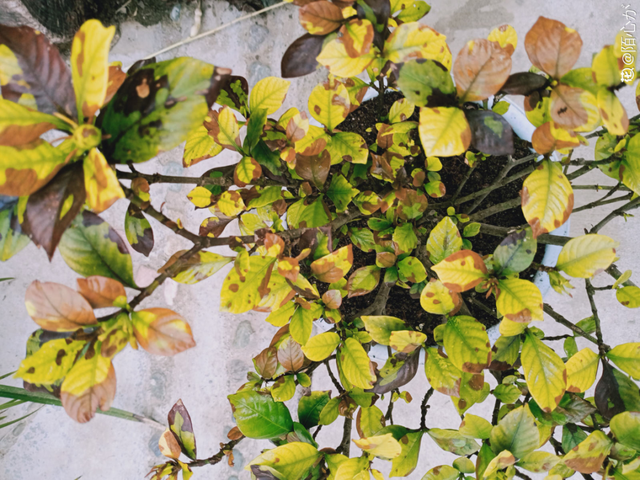 栀子花叶子发黄是什么原因，栀子花叶子发黄的原因是什么（栀子花叶子发黄）