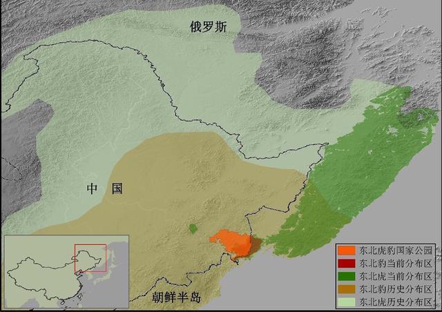 华南虎和东北虎的区别，中国打虎史：浅谈华南虎