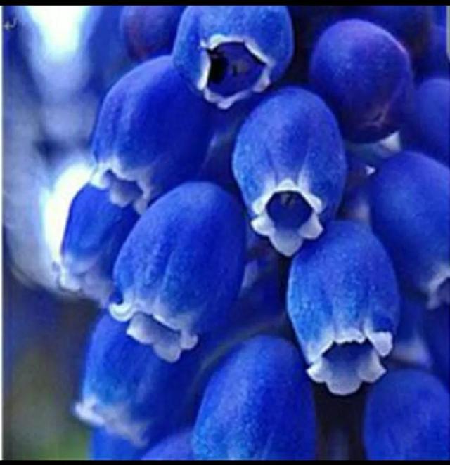 花语传说，一见钟情忘不了（花语传说护肤品）