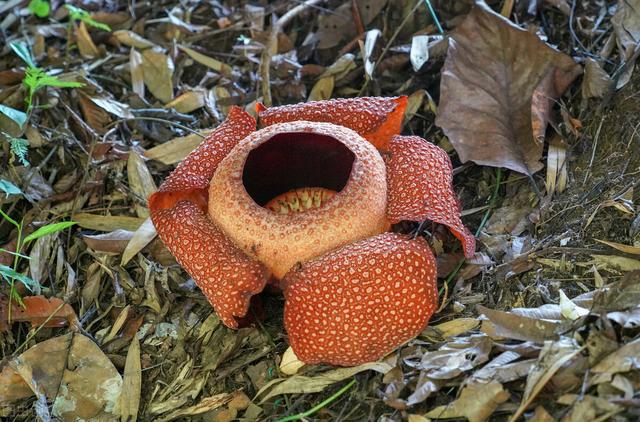 神奇的植物有哪些，世界上最神奇的植物（十种奇特的自然界植物）