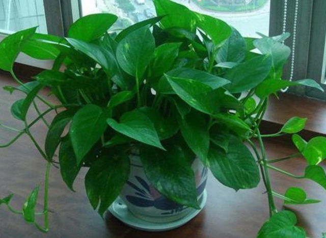 达克宁软膏该怎么用，达克宁软膏如何使用（不烂根防黑腐）