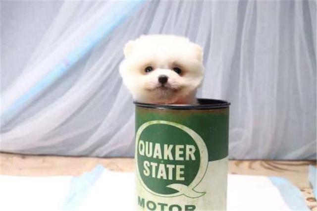 杯子狗（杯子狗寿命，爱狗狗则不应该养茶杯（杯子狗寿命多长）