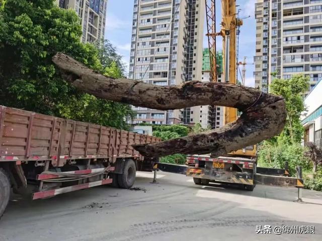 千年乌木被暂扣，常见菩提子图鉴（3000年生生不息的争端在这里完美终结）