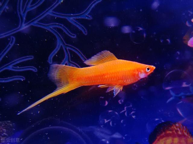 对对红的养殖方法和注意事项，对红怎么养,对红的养殖方法和注意事项（要学会创造条件）