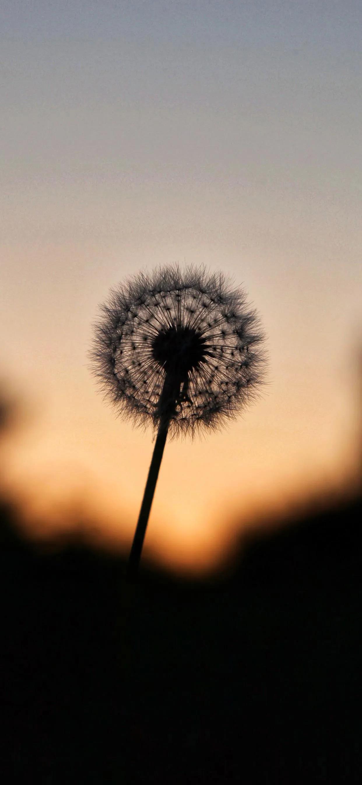 蒲公英的图片(美图壁纸第25期) - 赤虎壹号