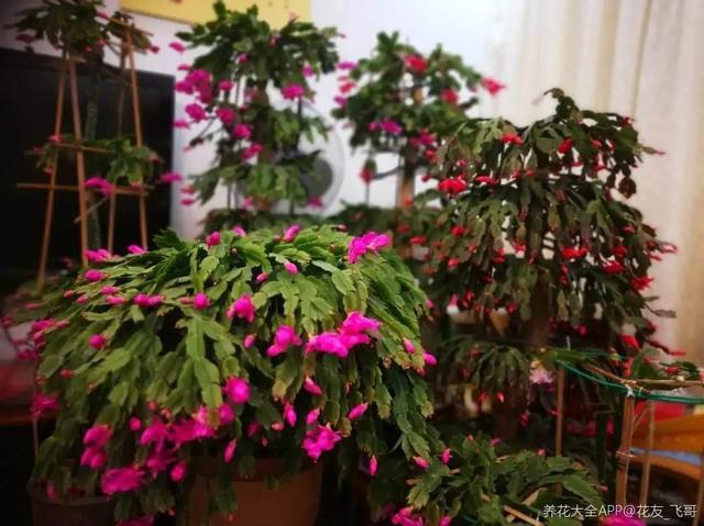 金鱼草怎么养，1种花长得像金鱼（金鱼草怎么养殖维护啊）