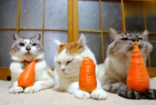 猫咪吃生蛋黄的好处，给猫咪喂这6种食物