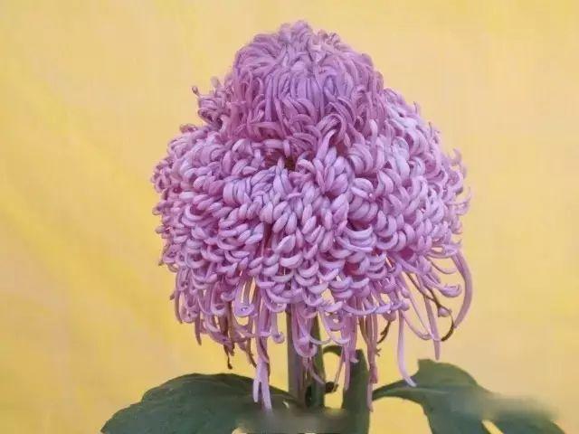 世界最美菊花80种太美了，金秋十月赏菊花——世界最美菊花80种送给您