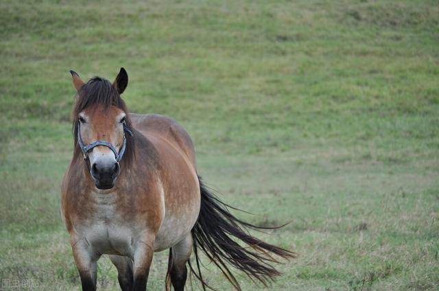 动物马交配，马和人交配（为什么肤色不同的人种）