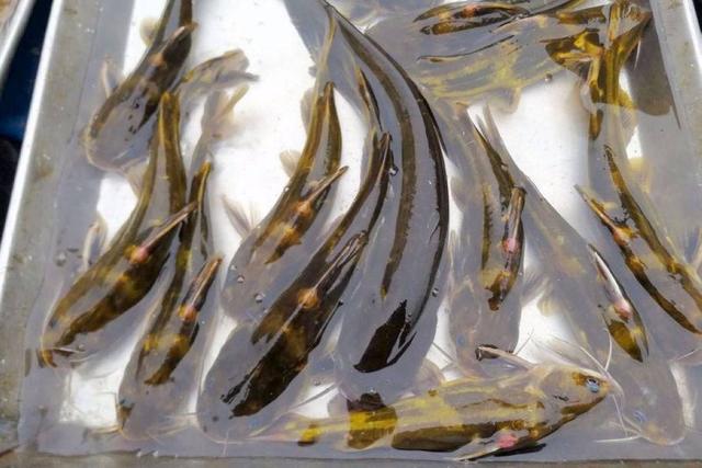 河蚌怎么养出珍珠，河蚌能不能产珍珠（河鲜嘴里的两种“宝”）