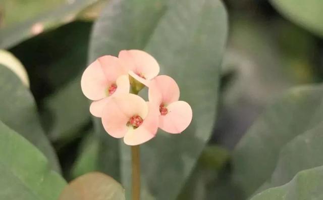 虎刺梅，你会养这种浑身带刺的植物么（虎刺梅怎么扦插）