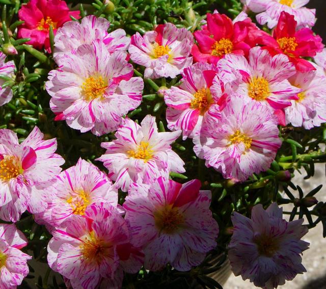 太阳花籽，太阳花顶部膨大的小颗粒是太阳花的种子吗（太阳花籽发芽后就慢慢死掉了）