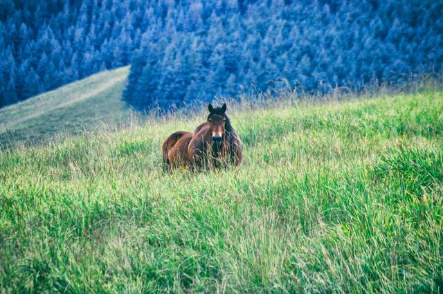 祁连山的位置，祁连山的位置图片（我们自驾走进祁连山国家级自然保护区）