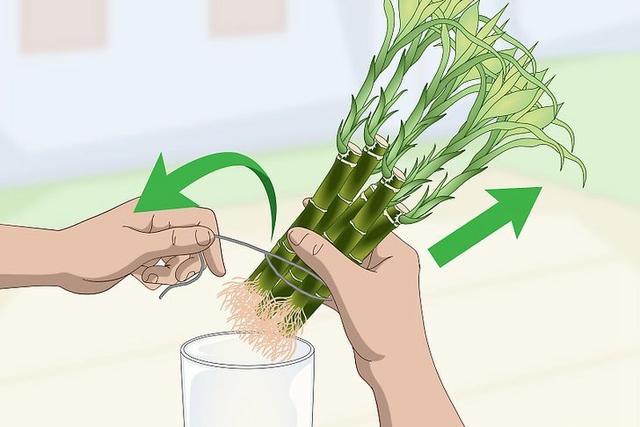 竹子扦插育苗技术图片