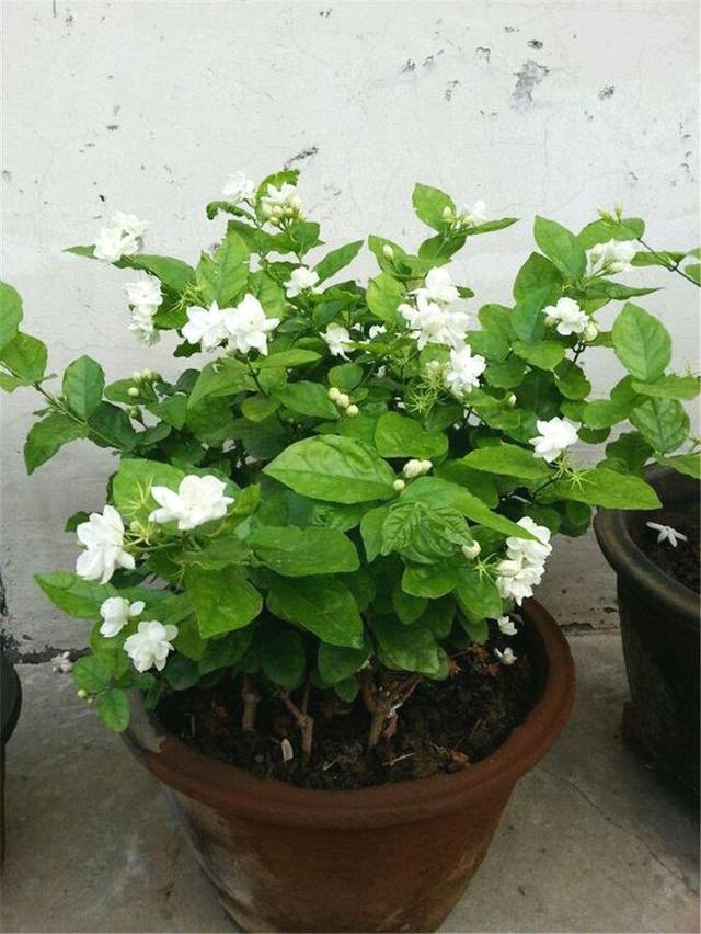 茉莉花是什么颜色，茉莉花多少钱（夏天晒得勤开花多）