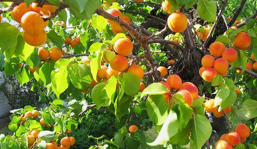 兴旺是什么意思，兴旺的意思（这3种树寓意好添子添福）