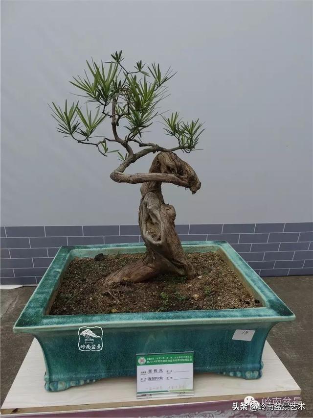 台湾罗汉松,飘逸优雅的海岛罗汉松盆景(台湾罗汉松的养殖方法和注意