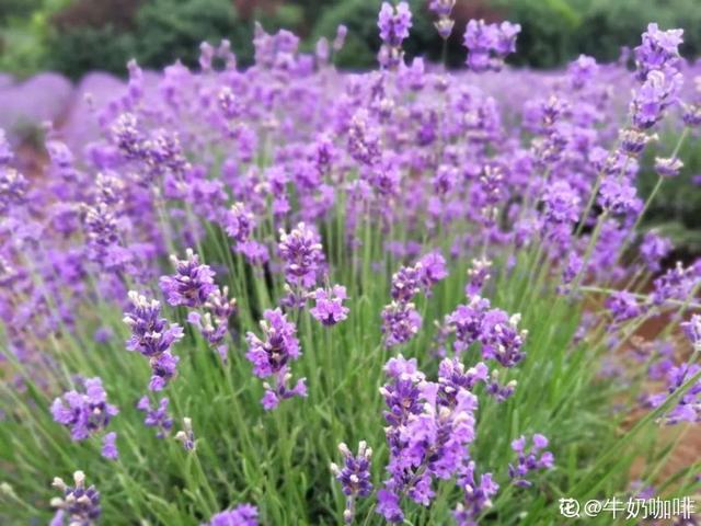 不锈钢盆可以放烤箱吗，烤箱里可以放不锈钢盆吗（10种花最养人）