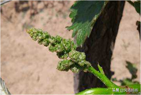 大绒球怎么种植，绒球花怎么种（葡萄全程种植管理、施肥方案）