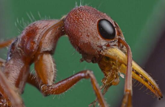 世界上最大的蚂蚁，世界上最大的蚂蚁在哪里生长（世界上最大的蚂蚁公牛蚁）