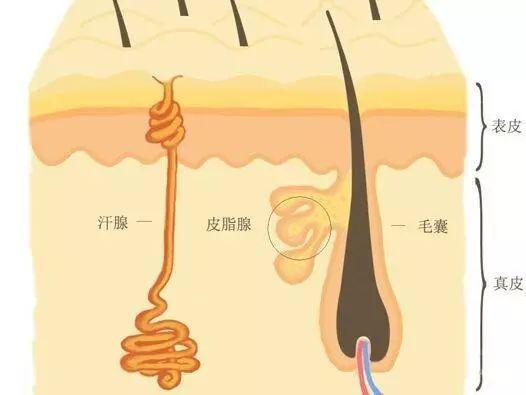 脸部出油怎么改善，脸部出油怎么改善肤质（脸上总是油光泛泛“勤洗脸”能缓解出油）