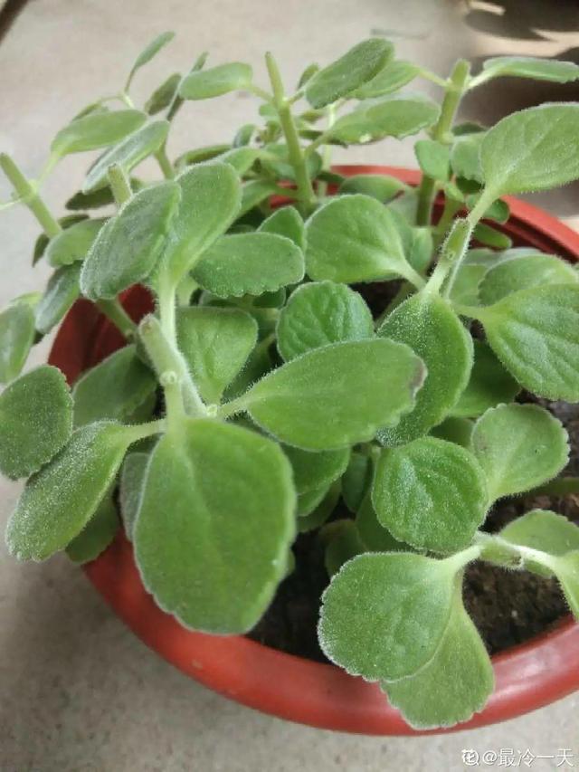 香草兰花怎么养，香兰草怎么种植（屋里养盆“香水花”）