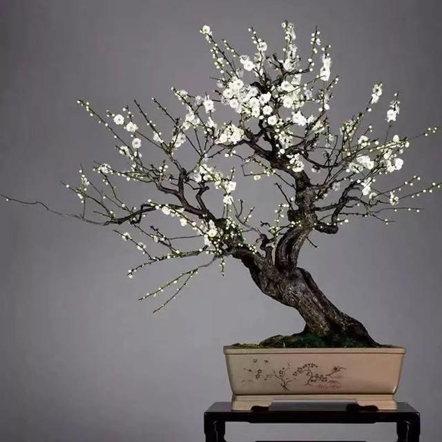 我国国花是什么花，中国国花是什么花（中国国花是什么花）