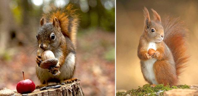 松鼠怎么画，松树怎么画简笔画图片（绘画教程，松鼠与橡果）