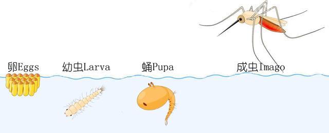 蜻蜓的特点是什么，蜻蜓的特点是什么技能（蜻蜓的特点是什么）