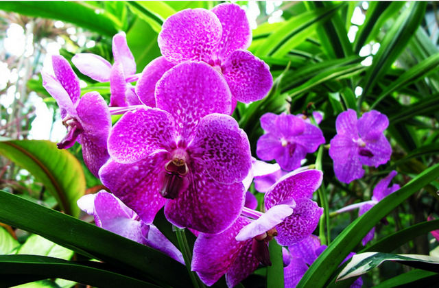 梅兰竹菊的象征意义，梅兰竹菊的象征意义及代表人物（论梅、兰、竹、菊的象征意义）