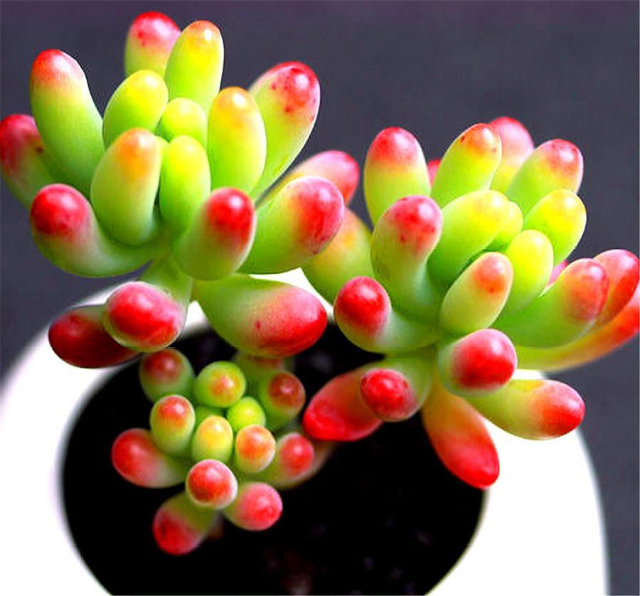 多肉乙女心养护新方法,化整为零,养成果冻色大老桩