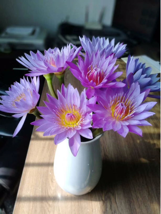 鲜花的保鲜期是多久，鲜花的保鲜期是多久啊（花期延长2倍）