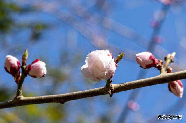 梅花长什么样子像什么，梅花长什么样子像什么一样（像一个个金黄的铃铛）