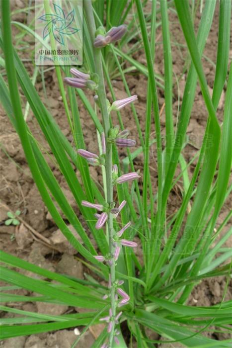 本草图经作者是谁，《本草图经》的作者（芎藭 蘼蕪 藁本）