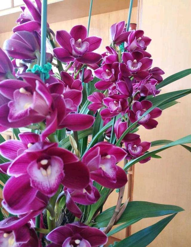 大花蕙兰怎么养，花苞多花朵大灿烂盛开（蕙兰怎么养）