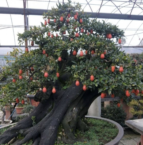 米叶罗汉松和雀舌罗汉松有什么区别，米叶罗汉松与雀舌罗汉松哪个好（“3种树”看着高档）