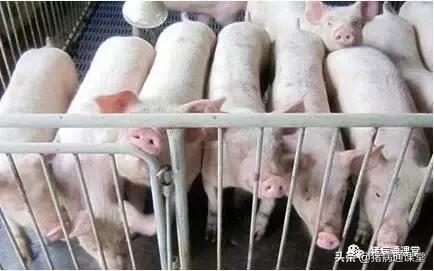 猪的正常体温,一头猪一生的体温变化 猪的正常体温,一头猪一生的体温变化