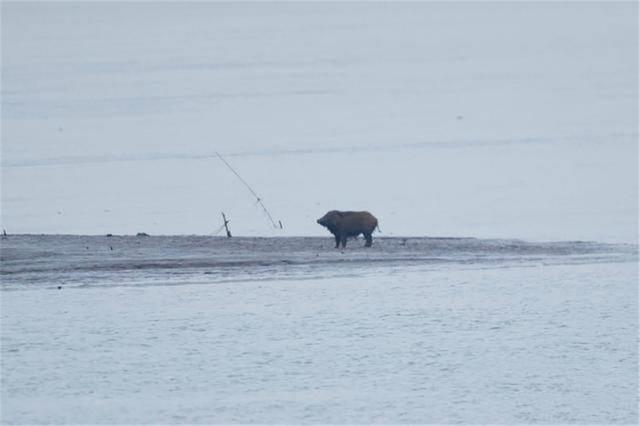 野猪会游泳吗，野生动物都会游泳吗（各地出现野猪渡江）