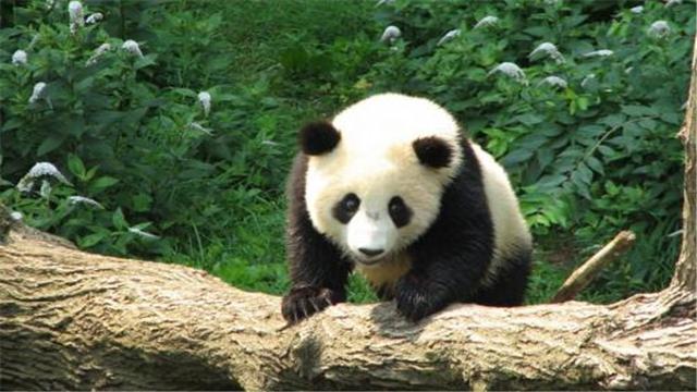 介绍一下大熊猫,介绍一下大熊猫长什么样子(国宝大熊猫的生活习性你