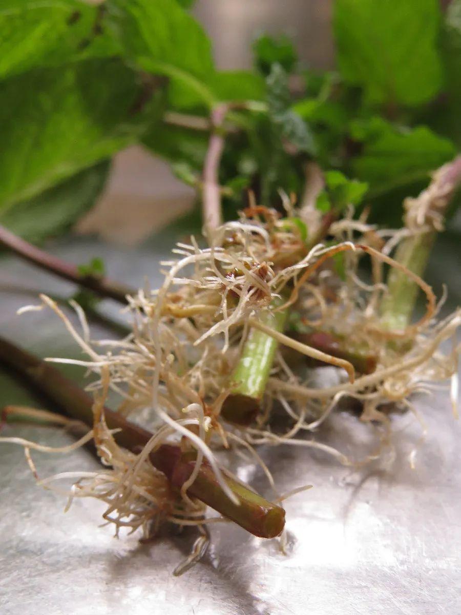 薄荷的养殖方法和注意事项，薄荷的养殖方法和注意事项水培（别总以为盆栽薄荷很好养）