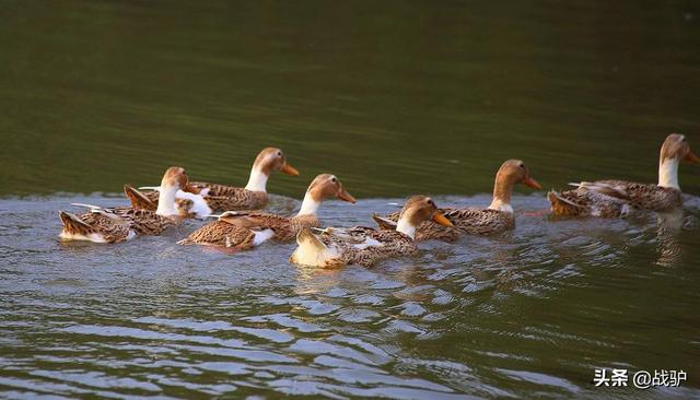蝗虫最怕的四种天敌，但并非什么鸭子都能上阵杀蝗