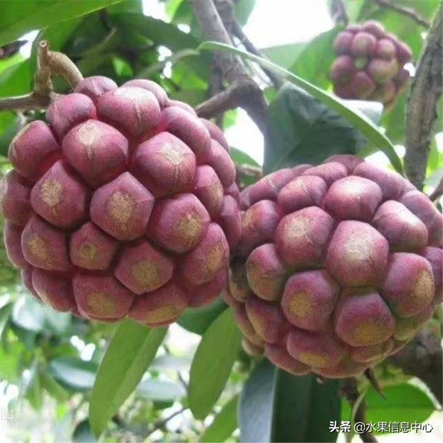 醋柳果的功效与作用，醋柳果的功效与作用及禁忌（国内有哪些小众特色水果）