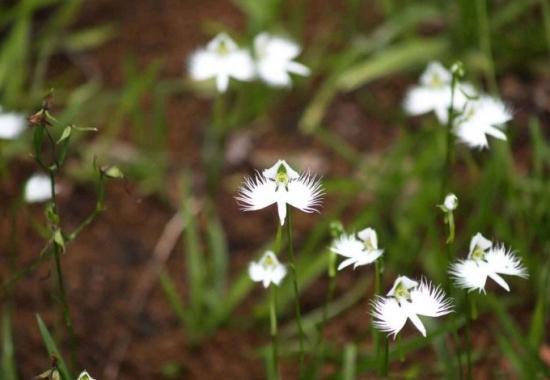 神奇的植物有哪些，世界上最神奇的植物（十种奇特的自然界植物）